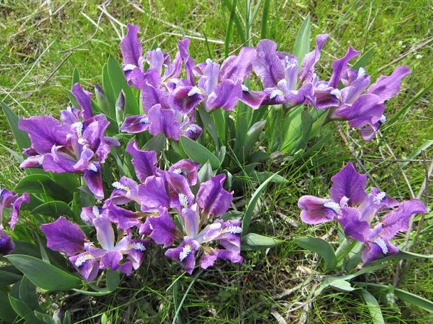 Грецький лікар Гіппократ назвав ці квіти Iris, що у перекладі з грецької мови означає “веселка” - фото 5