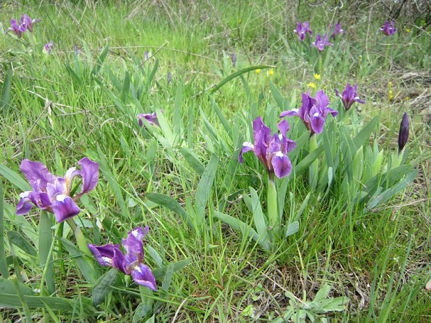 Грецький лікар Гіппократ назвав ці квіти Iris, що у перекладі з грецької мови означає “веселка” - фото 2