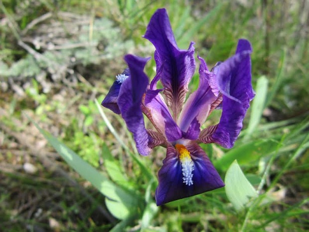 Грецький лікар Гіппократ назвав ці квіти Iris, що у перекладі з грецької мови означає “веселка” - фото 1