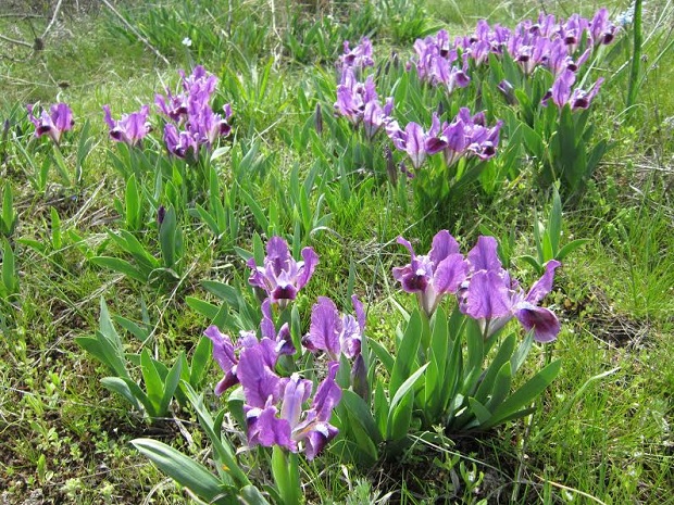 Грецький лікар Гіппократ назвав ці квіти Iris, що у перекладі з грецької мови означає “веселка” - фото 3
