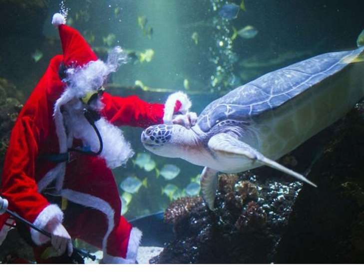 АкваСанта та Різдво під водою  - фото 4