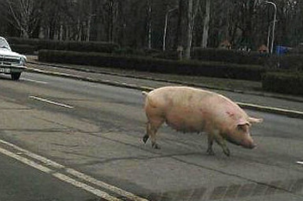 На Запоріжжі спритна свиня ледь не паралізувала дорожній рух - фото 1
