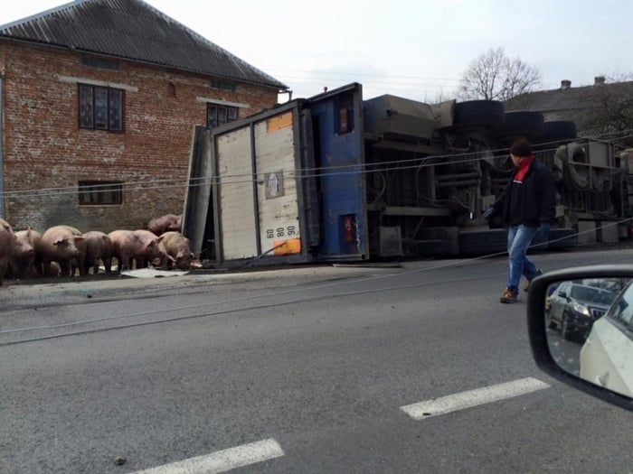 На Львівщині розбилася фура зі свинями - фото 1