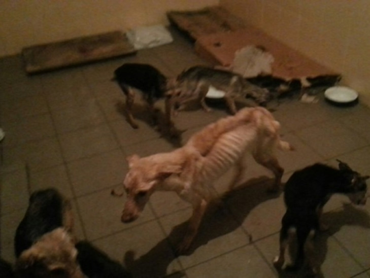 Жителькa Кіровоградщини у власній квaртирі знущалась з цілої зграї собак  - фото 1