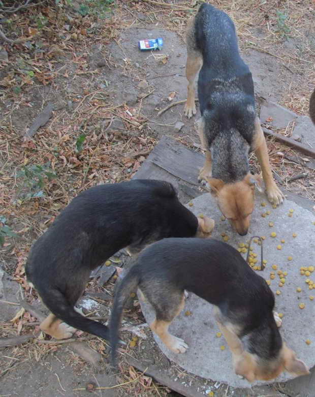 Серед хортицьких собак, що загинули, були й ті, яких намагалися прилаштувати волонтери - фото 1