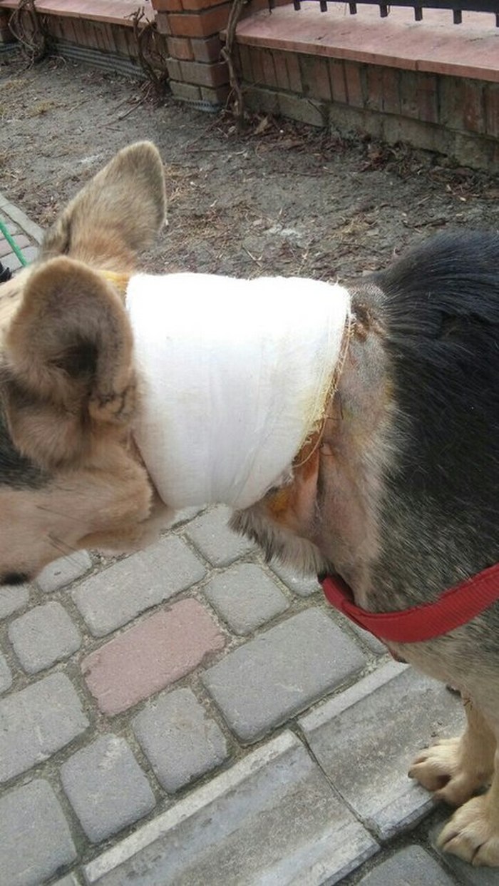 У Львові дивом врятували собаку з перерізаною шиєю - фото 2