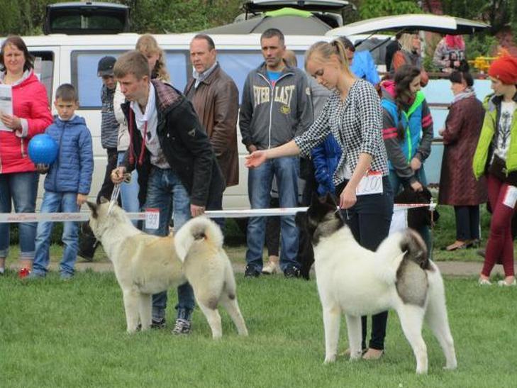 Зовсім крихітних та велетенських собак представили на віставці у Хмельницькому - фото 2