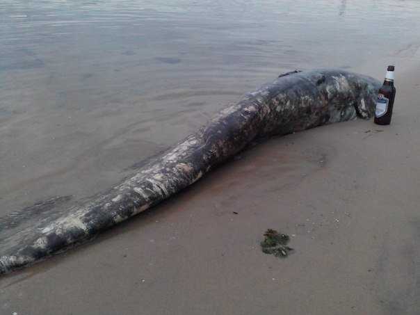 У Запоріжжі на берег Дніпра викинуло величезного сома - фото 3