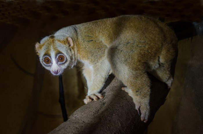 У Рівненському зоопарку можна зазирнути у вічі нічного страху - фото 5