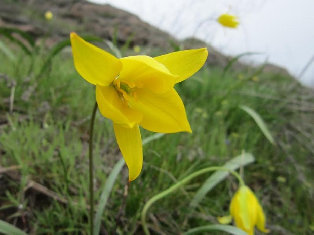 Приголомшлива острівна весна: Хортиця вкрилася сон-травою й дикими тюльпанами - фото 3