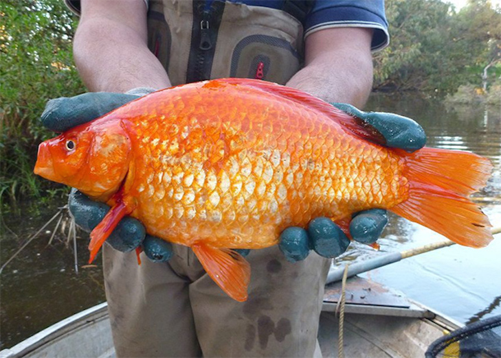 Вільні хліби: Випущені в річку акваріумні золоті рибки виростають до 2 кг - фото 1