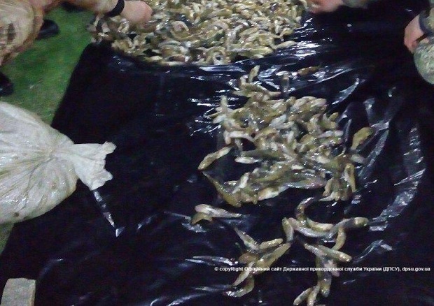 Ховали понад дві тони незаконно виловленої риби на суму 4 мільйони гривень  - фото 1
