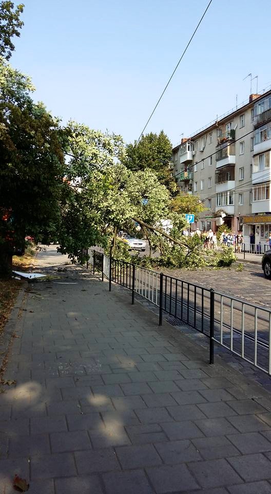 У Львові знову на вулицю впало дерево - фото 1