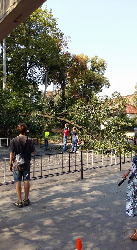 У Львові знову на вулицю впало дерево - фото 3