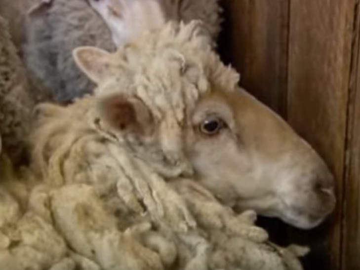 В Австралії знайшли вівцю, що заблукала 6 років тому - фото 1
