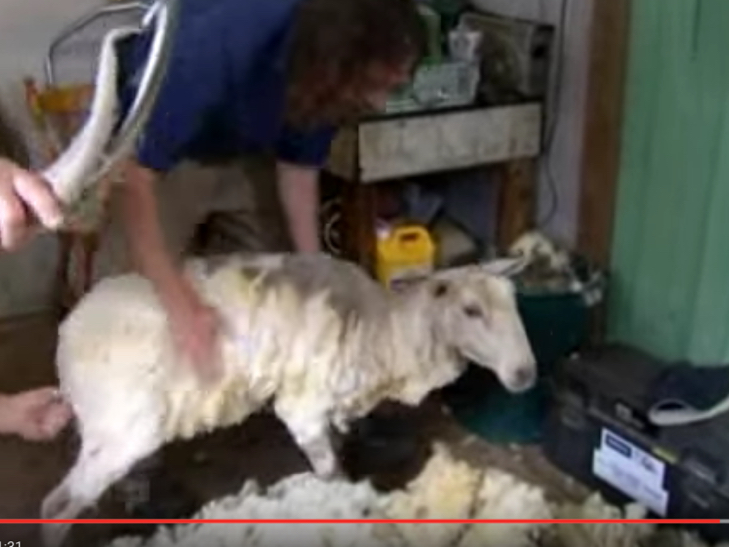В Австралії знайшли вівцю, що заблукала 6 років тому - фото 2
