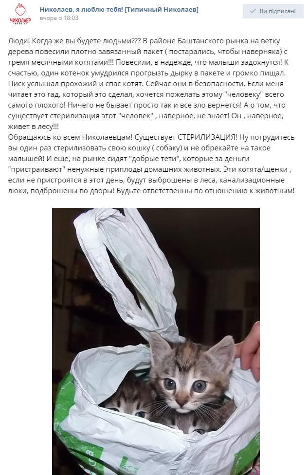 Миколаївці залишили помирати кошенят у пакеті на дереві