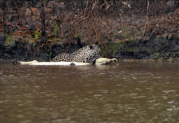 Як Ягуар зжирає крокодила - фото 1