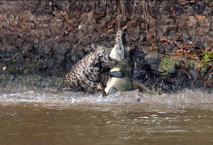 Як Ягуар зжирає крокодила - фото 2