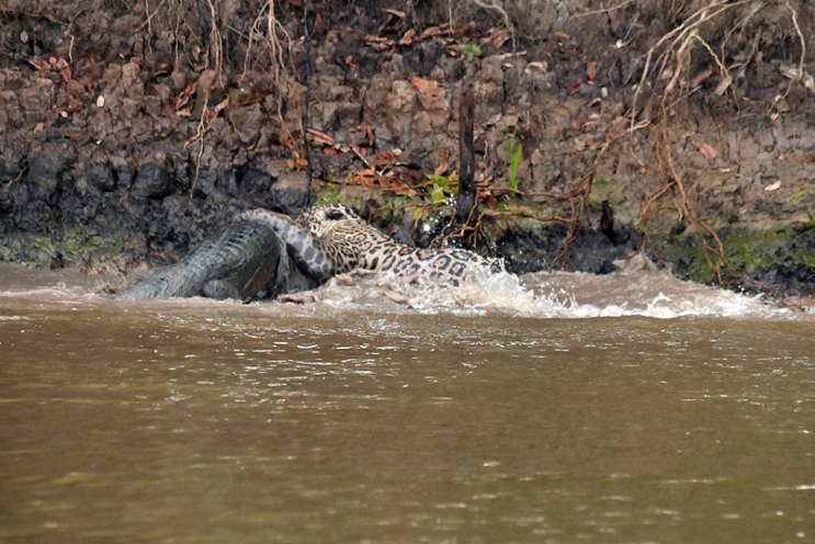 Як Ягуар зжирає крокодила - фото 3