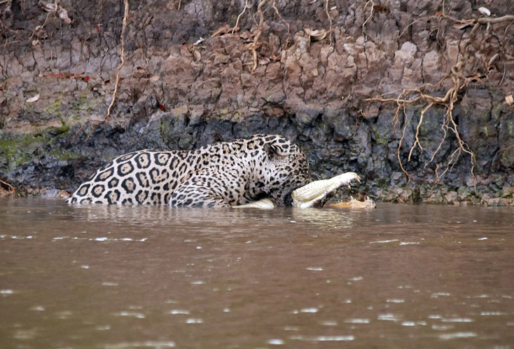 Як Ягуар зжирає крокодила - фото 5