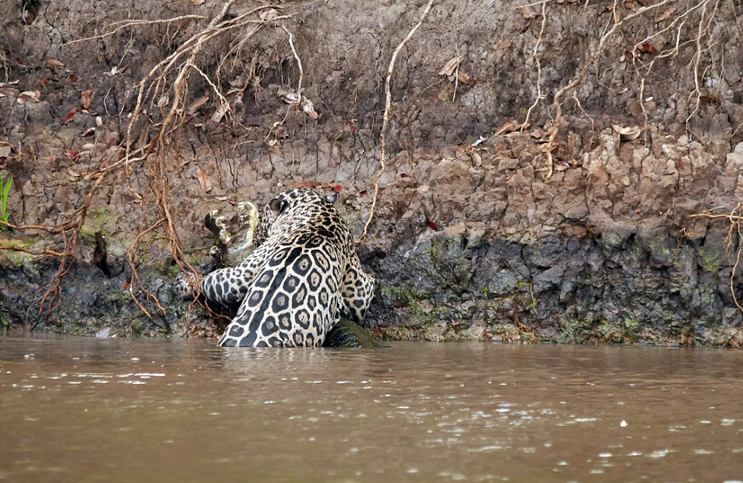 Як Ягуар зжирає крокодила - фото 7