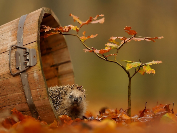 Тварини теж захоплюються неперевершеністю осені - фото 3