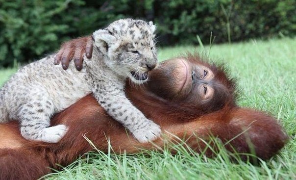 Як самка орангутанга стала мамою для маленький гепардів - фото 3