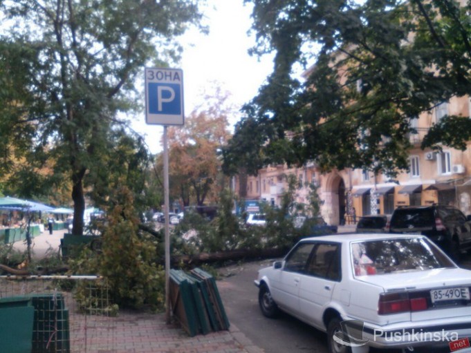 У центрі Одеси після дощової стихії величезна акація з корінням впала на землю - фото 1