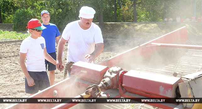 Як Лукашенко разом зі "спадкоємцем" бульбу копав (ФОТО, ВІДЕО) - фото 6