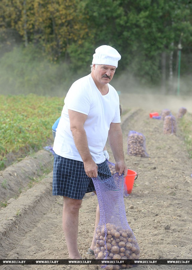 Як Лукашенко разом зі "спадкоємцем" бульбу копав (ФОТО, ВІДЕО) - фото 5
