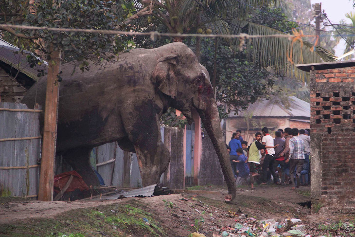 Багатотонний скажений слон влаштував хаос у місті - фото 1