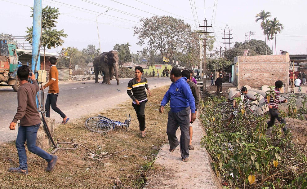 Багатотонний скажений слон влаштував хаос у місті - фото 2