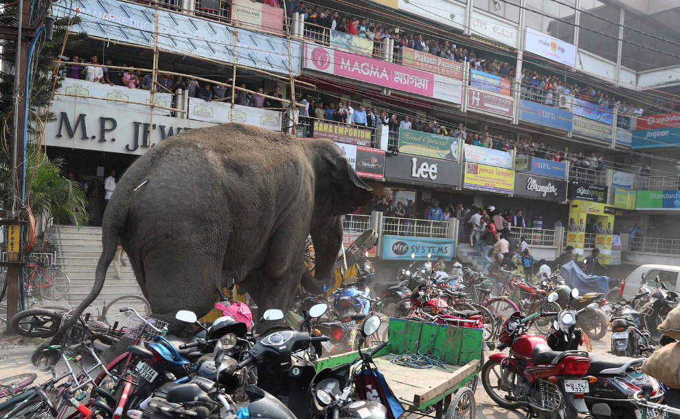 Багатотонний скажений слон влаштував хаос у місті - фото 3