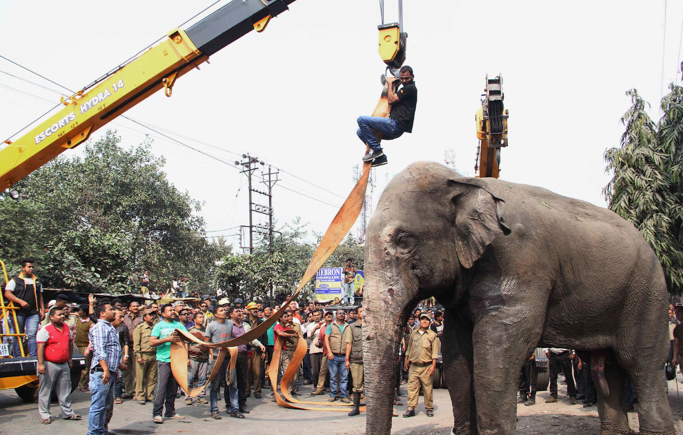 Багатотонний скажений слон влаштував хаос у місті - фото 6