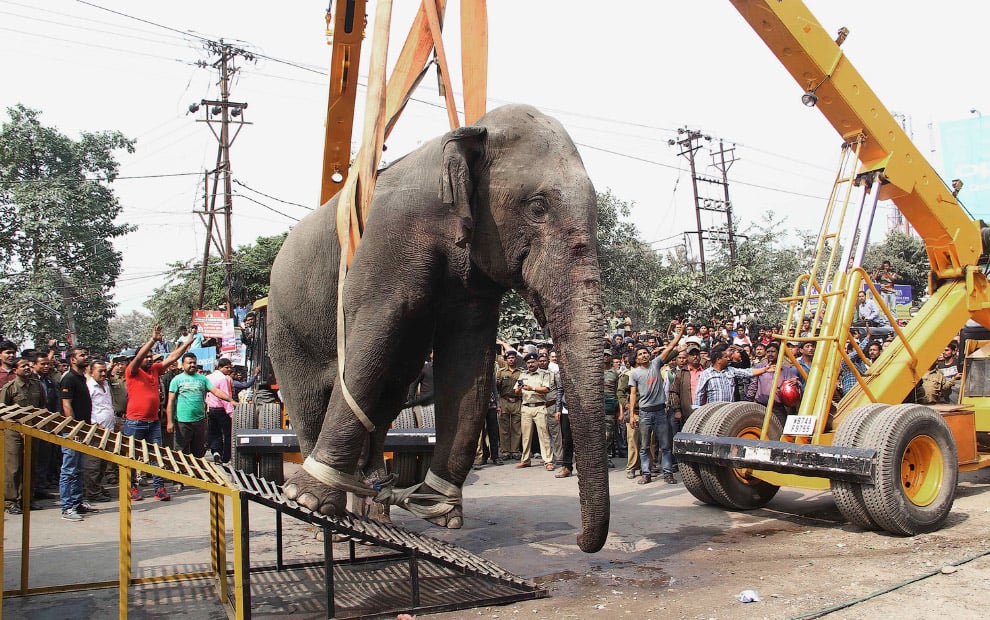Багатотонний скажений слон влаштував хаос у місті - фото 7