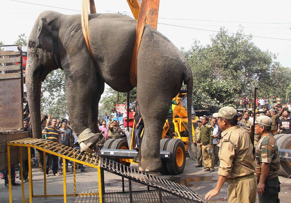 Багатотонний скажений слон влаштував хаос у місті - фото 8