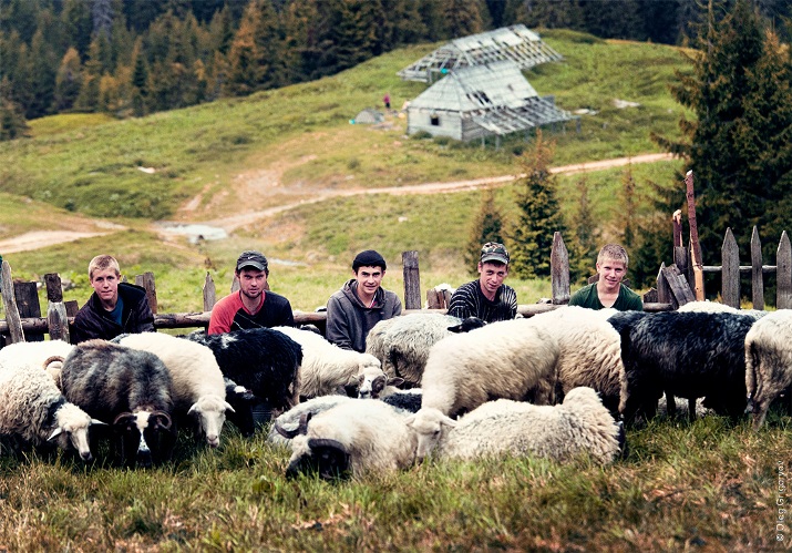Як живуть вівчарі, що пильнують овець у карпатських горах - фото 3