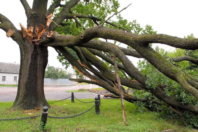 На Сумщині негода зламала величезне дерево-пам'ятку (ФОТОФАКТ) - фото 1