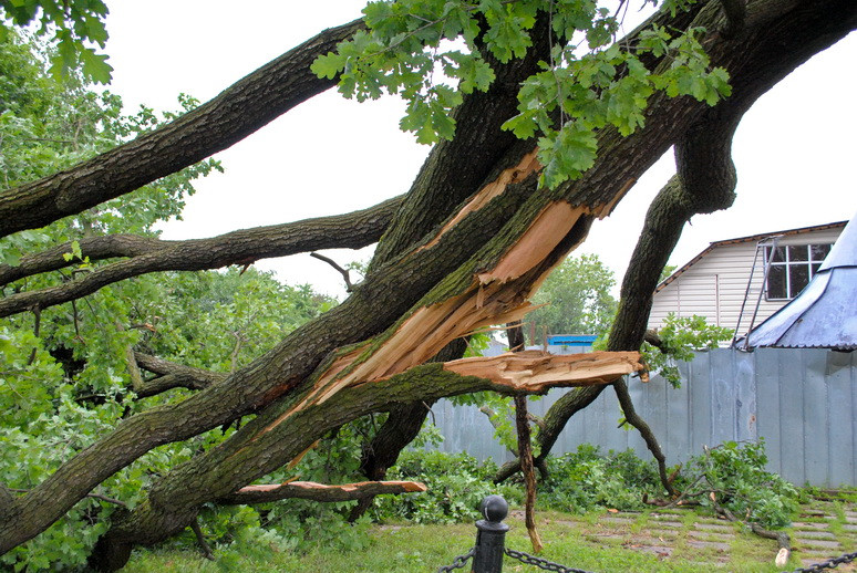 На Сумщині негода зламала величезне дерево-пам'ятку (ФОТОФАКТ) - фото 2