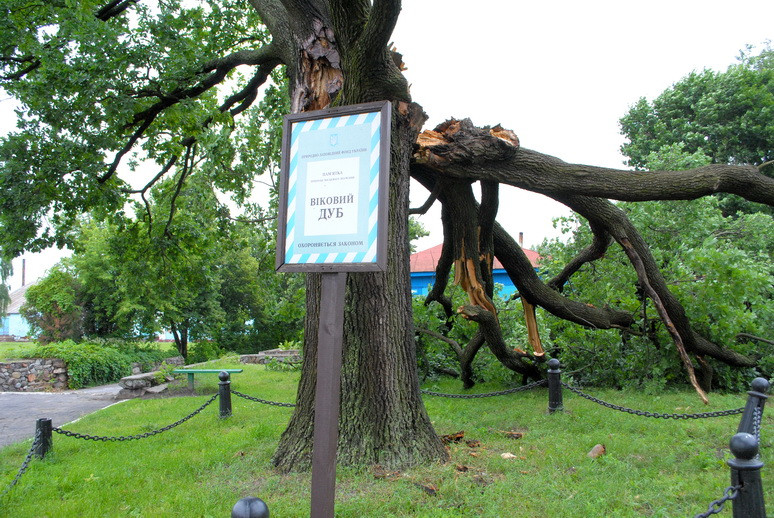 На Сумщині негода зламала величезне дерево-пам'ятку (ФОТОФАКТ) - фото 3