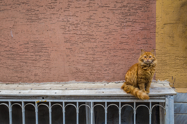 ТОП-10 самых кошачьих мест в мире - фото 10