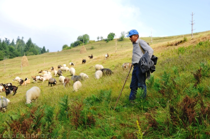 Як живуть вівчарі, що пильнують овець у карпатських горах - фото 5