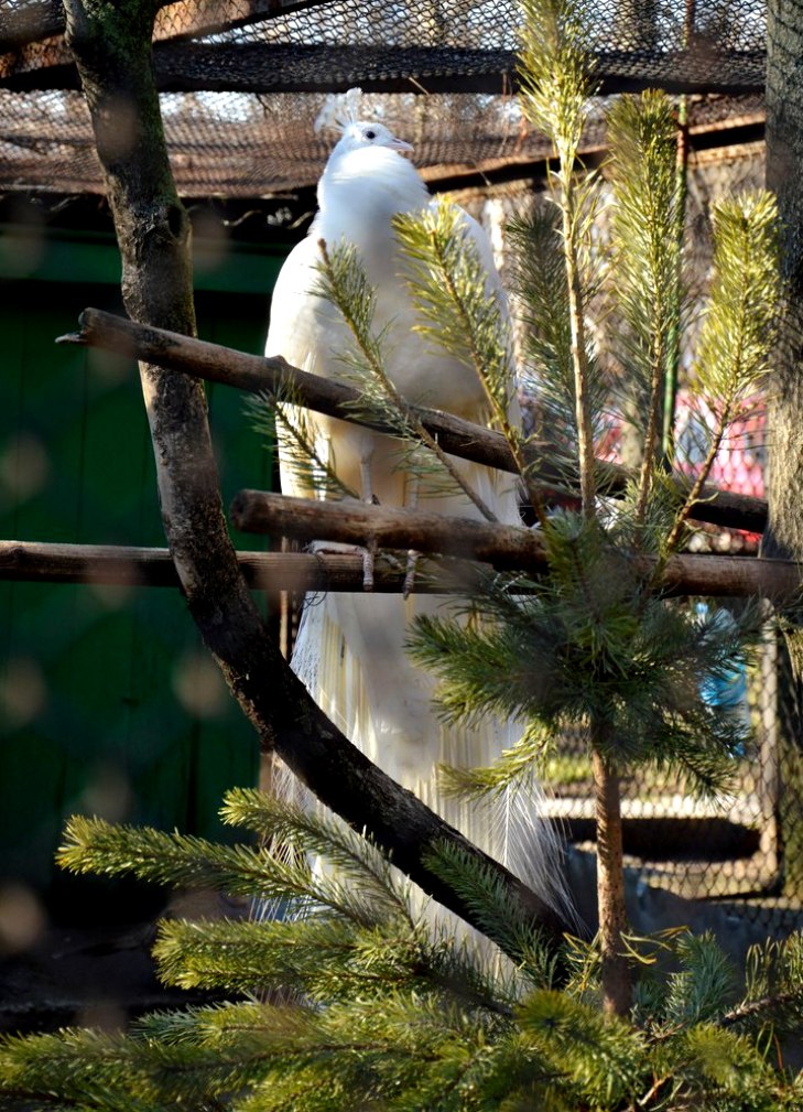 Миколаївський зоопарк готується до приходу весни - фото 1