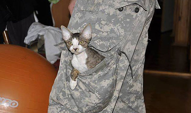 Душевні фото. Коти-укропи на війні (ФОТО) - фото 15