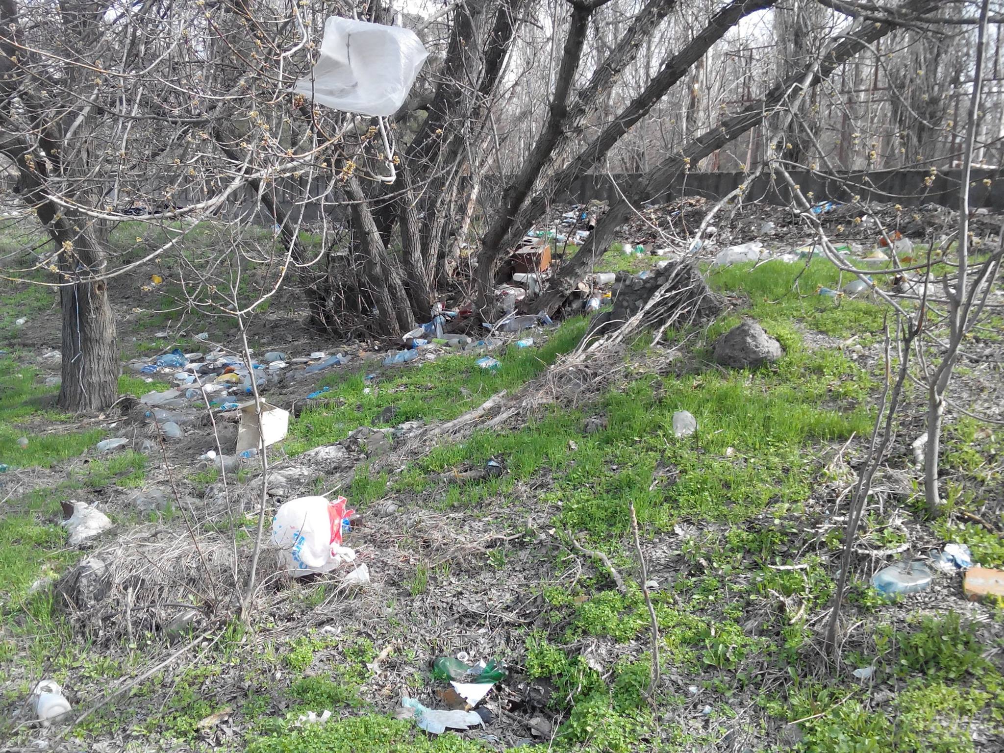 У Миколаєві лебеді злякалипсь смітника у парку та полетіли - фото 5