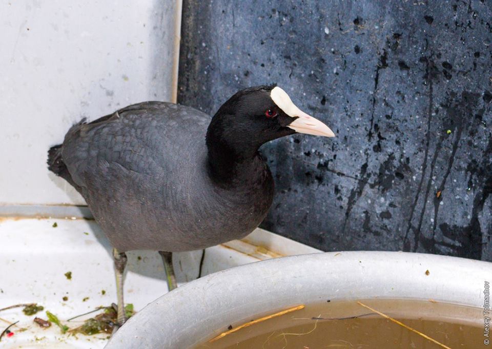 У Запоріжжі рідікісного птаха, якого врятували нещодавно, випустили на волю