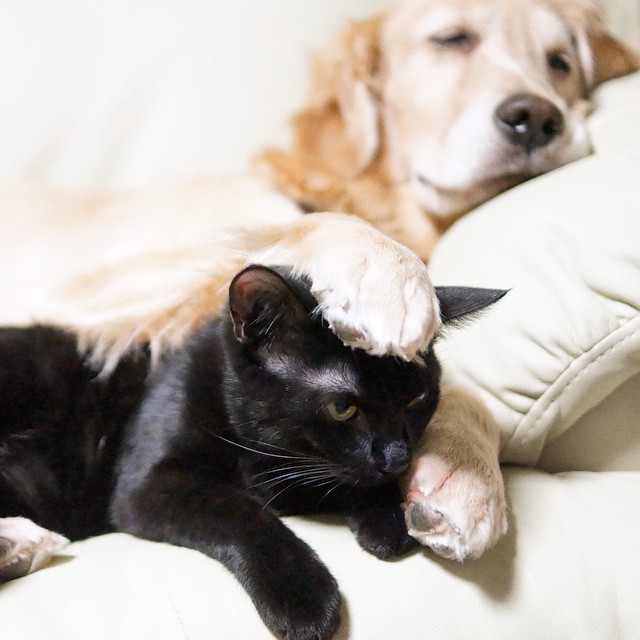 Японський пес підкорив мережу дружбою з котами (ФОТО) - фото 9