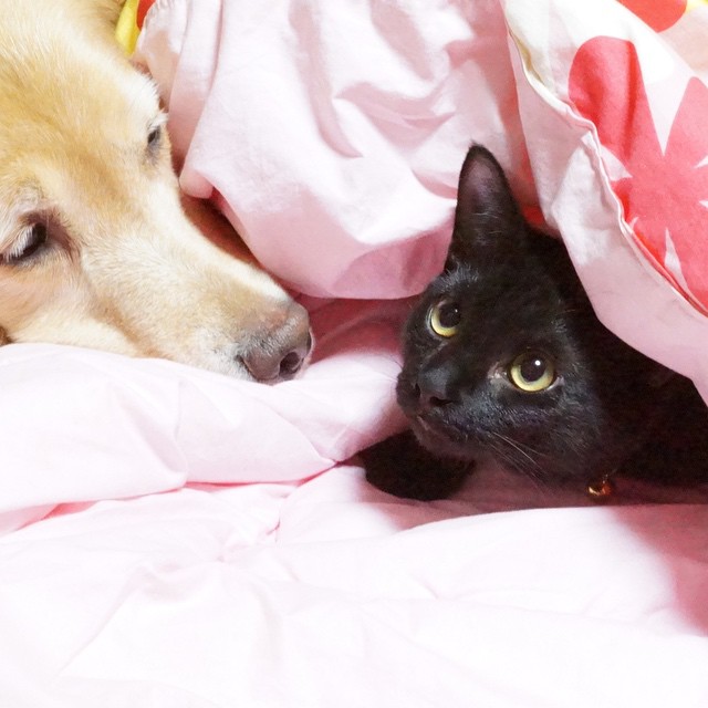 Японський пес підкорив мережу дружбою з котами (ФОТО) - фото 8