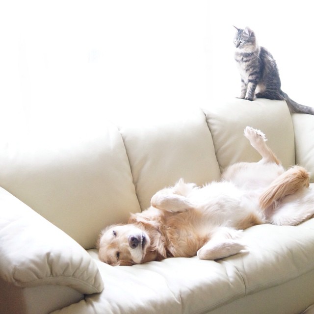 Японський пес підкорив мережу дружбою з котами (ФОТО) - фото 7
